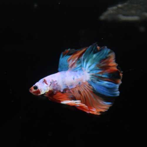 Betta Spendens Fancy Multicolor Half Moon Male HM-BL-28042026-011 media 3