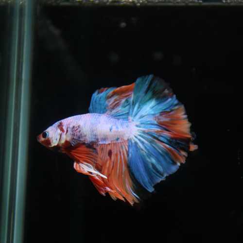 Betta Spendens Fancy Multicolor Half Moon Male HM-BL-28042026-011 media 5