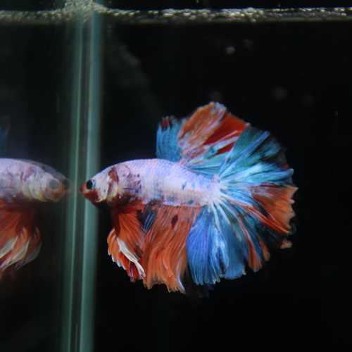 Betta Spendens Fancy Multicolor Half Moon Male HM-BL-28042026-011 media 6