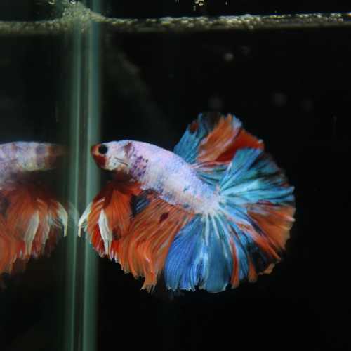 Betta Spendens Fancy Multicolor Half Moon Male HM-BL-28042026-011 media 7