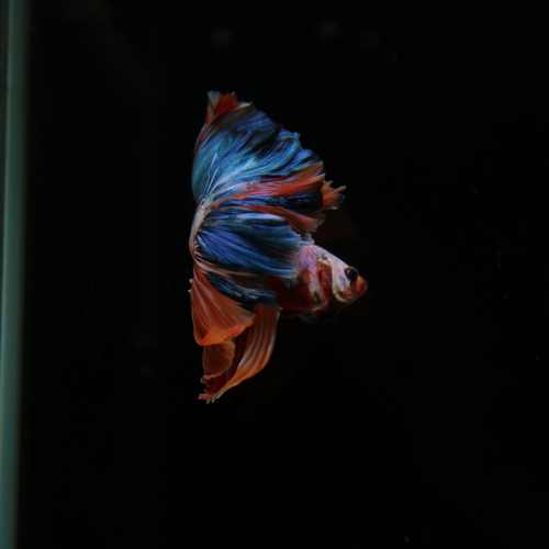 Betta Spendens Fancy Multicolor Half Moon Male HM-BL-28042026-011 media 8