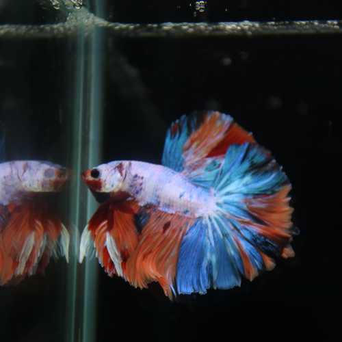 Betta Spendens Fancy Multicolor Half Moon Male HM-BL-28042026-011