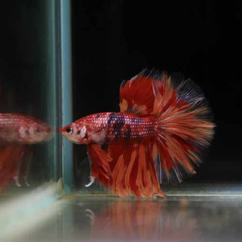 Betta Spendens Fancy Multicolor Half Moon Male HM-BL-28042026-012 media 2