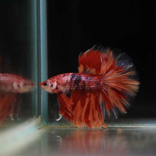 Betta Spendens Fancy Multicolor Half Moon Male HM-BL-28042026-012 media 3