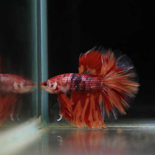 Betta Spendens Fancy Multicolor Half Moon Male HM-BL-28042026-012 media 4