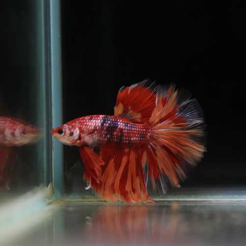Betta Spendens Fancy Multicolor Half Moon Male HM-BL-28042026-012 media 5
