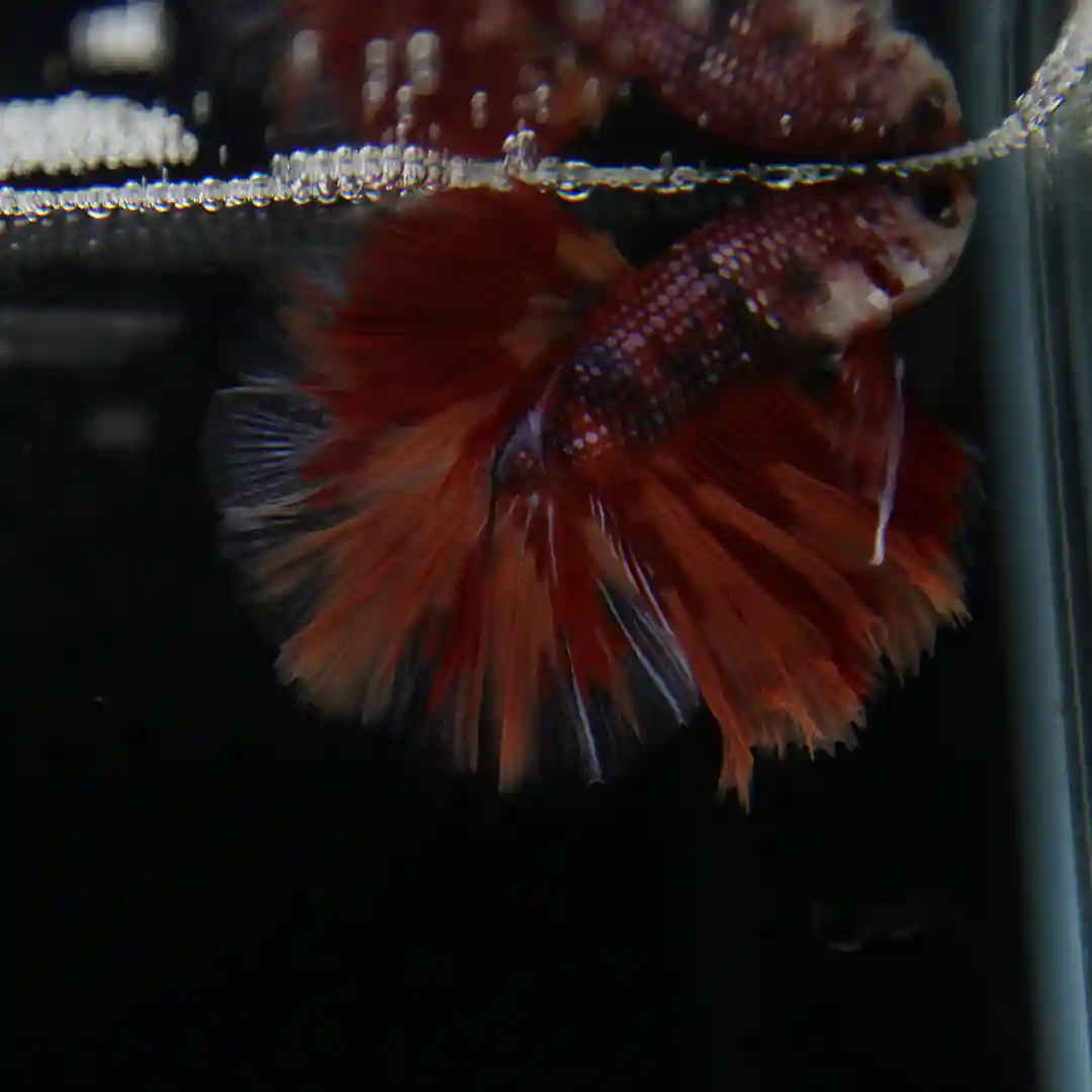 Betta Spendens Fancy Multicolor Half Moon Male HM-BL-28042026-012 media 7