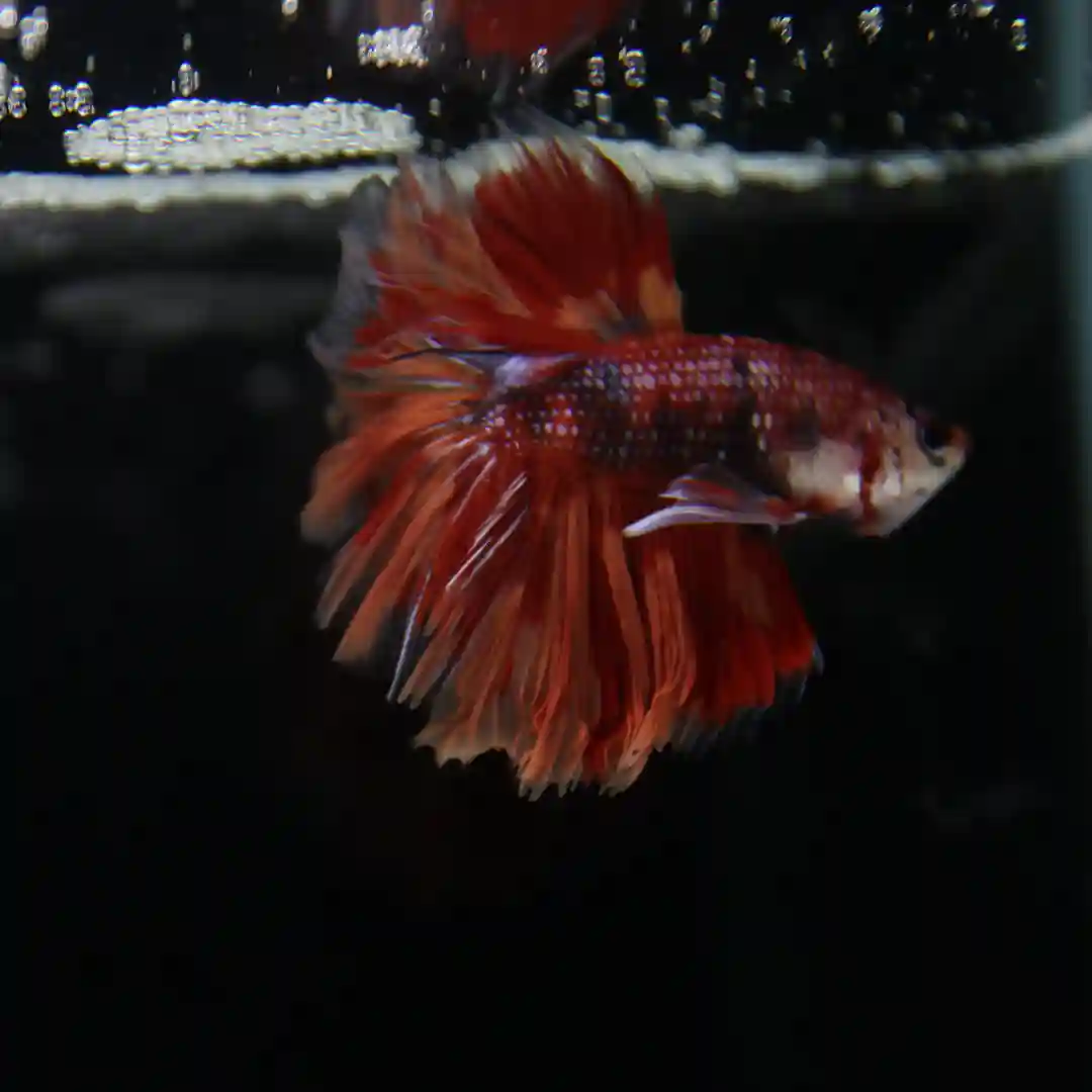 Betta Spendens Fancy Multicolor Half Moon Male HM-BL-28042026-012 media 8