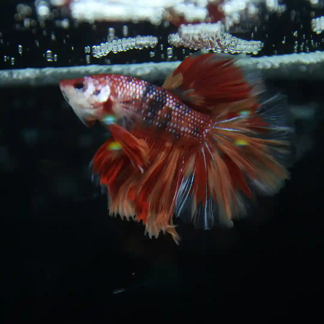 Betta Spendens Fancy Multicolor Half Moon Male HM-BL-28042026-012 media 6