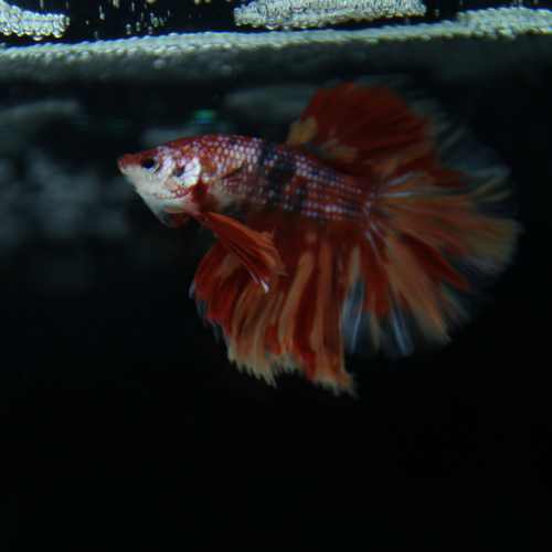 Betta Spendens Fancy Multicolor Half Moon Male HM-BL-28042026-012