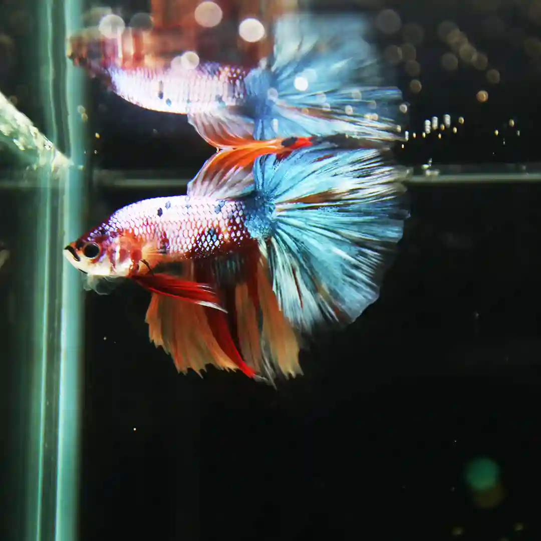 Betta Spendens Fancy Multicolor Half Moon Male HM-BL-28042026-013 media 4