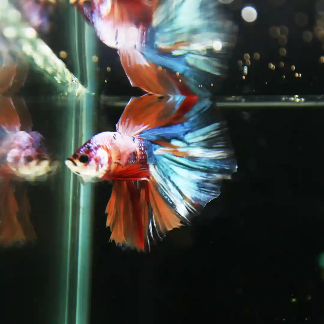 Betta Spendens Fancy Multicolor Half Moon Male HM-BL-28042026-013 media 7