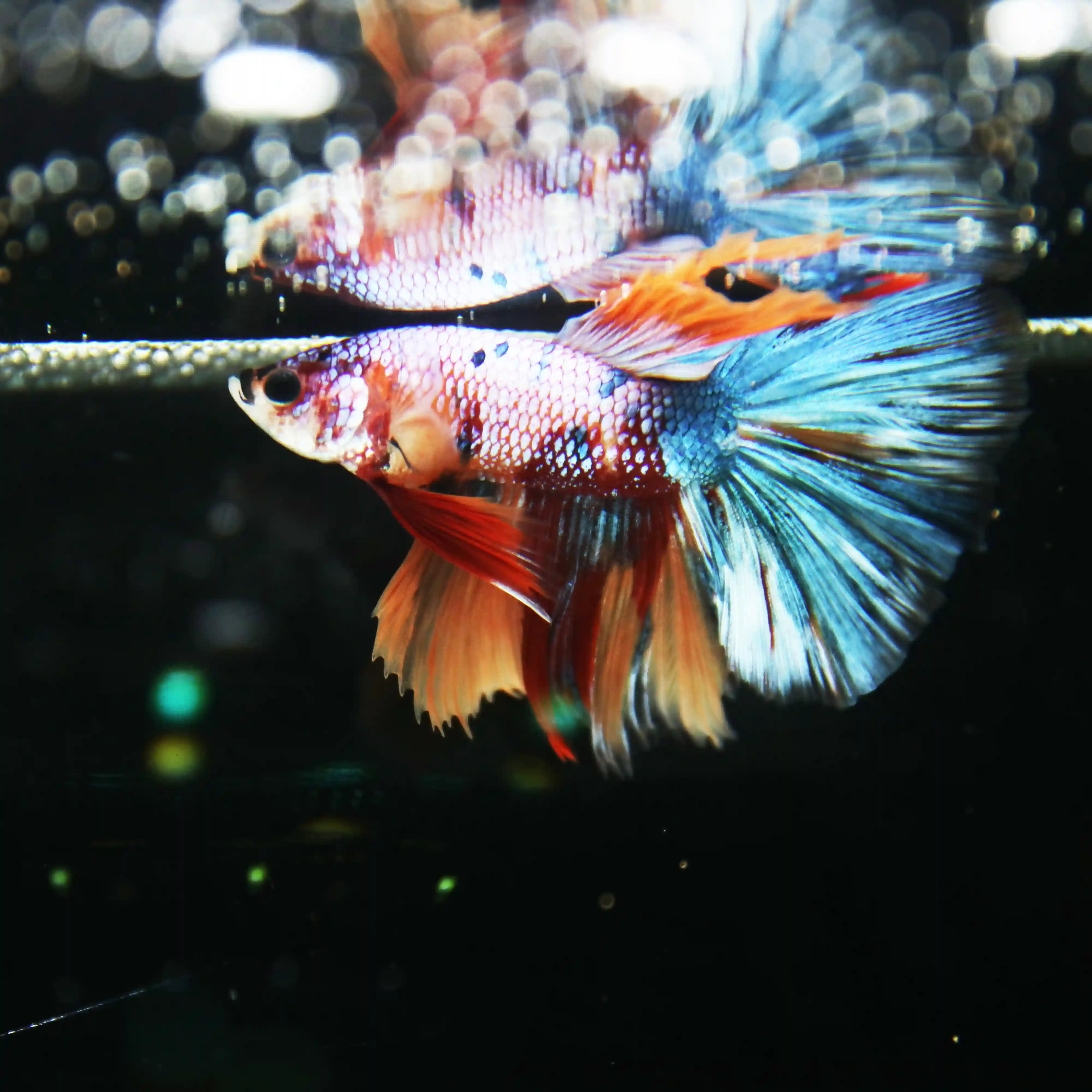 Betta Spendens Fancy Multicolor Half Moon Male HM-BL-28042026-013 media 6
