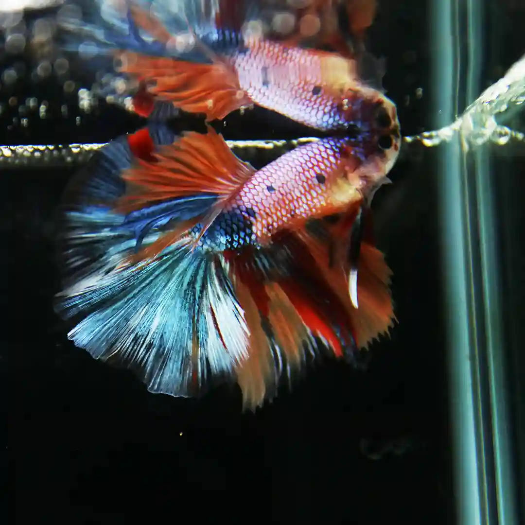 Betta Spendens Fancy Multicolor Half Moon Male HM-BL-28042026-013 media 2