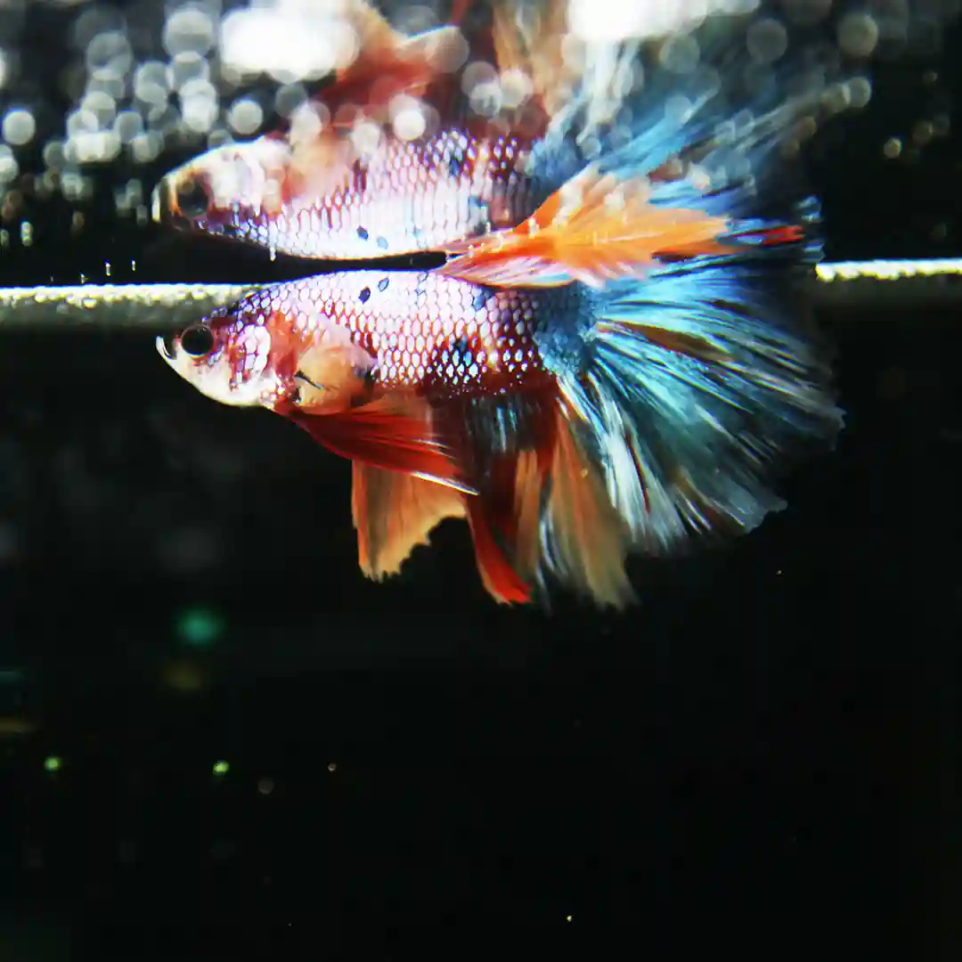 Betta Spendens Fancy Multicolor Half Moon Male HM-BL-28042026-013 media 5