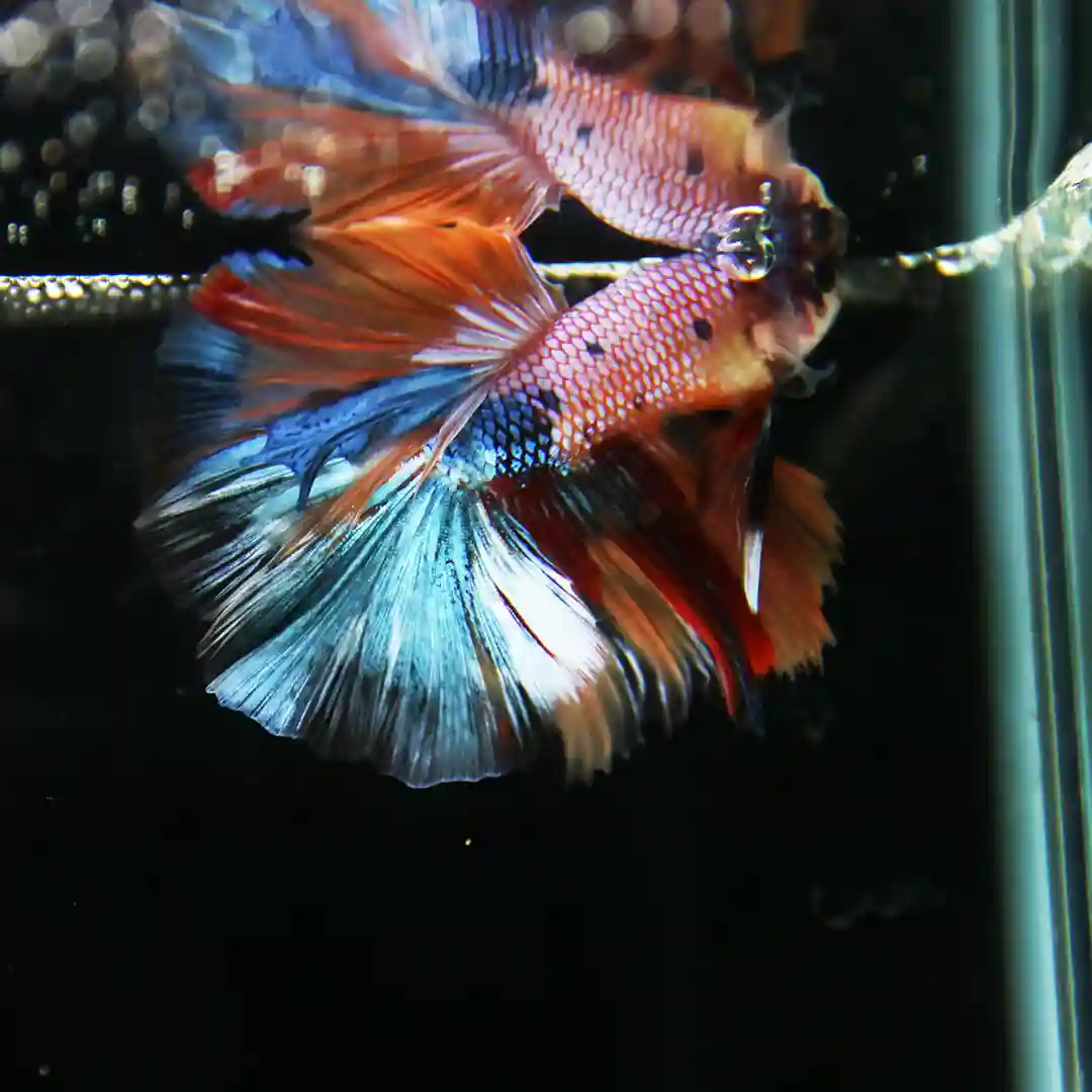 Betta Spendens Fancy Multicolor Half Moon Male HM-BL-28042026-013 media 3