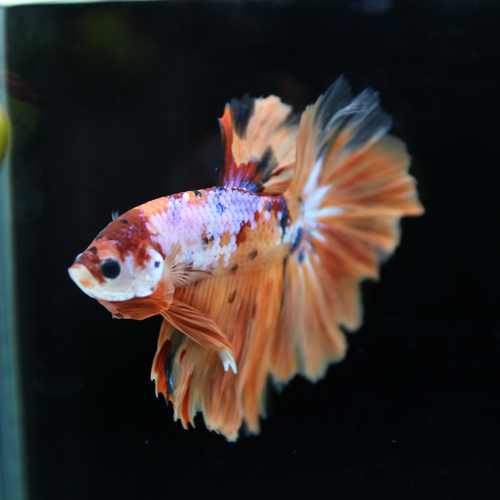 Betta Spendens Fancy Multicolor Half Moon Male HM-BL-28042026-015 media 2