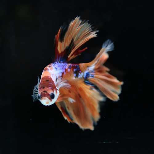 Betta Spendens Fancy Multicolor Half Moon Male HM-BL-28042026-015 media 3