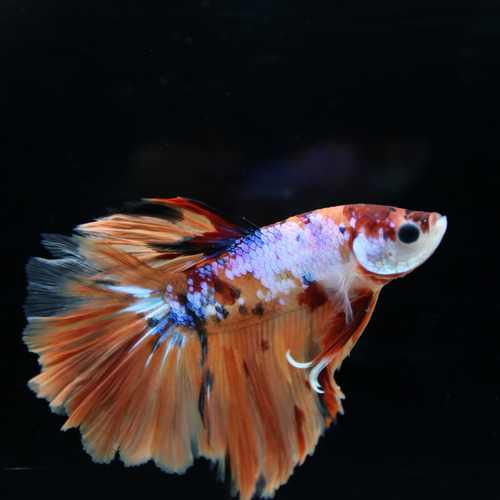 Betta Spendens Fancy Multicolor Half Moon Male HM-BL-28042026-015 media 4