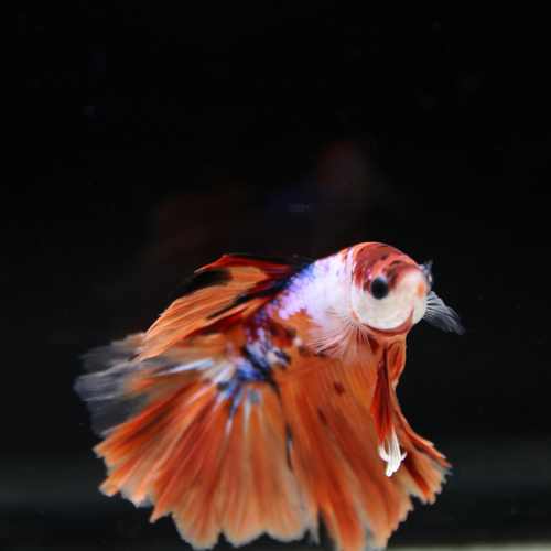 Betta Spendens Fancy Multicolor Half Moon Male HM-BL-28042026-015 media 6