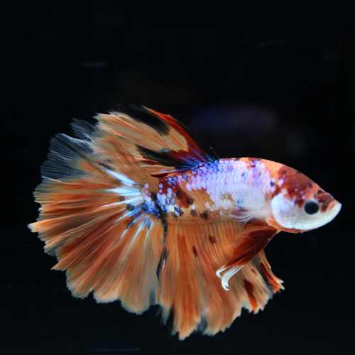 Betta Spendens Fancy Multicolor Half Moon Male HM-BL-28042026-015 media 5
