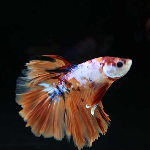 Betta Spendens Fancy Multicolor Half Moon Male HM-BL-28042026-015 media 7
