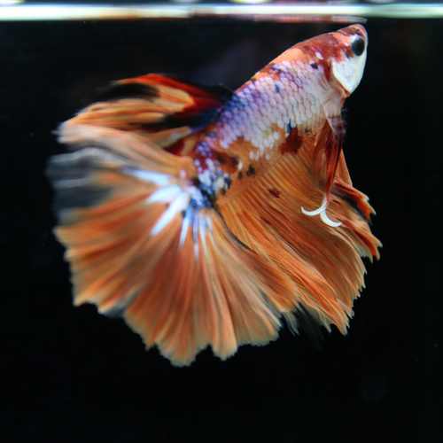 Betta Spendens Fancy Multicolor Half Moon Male HM-BL-28042026-015