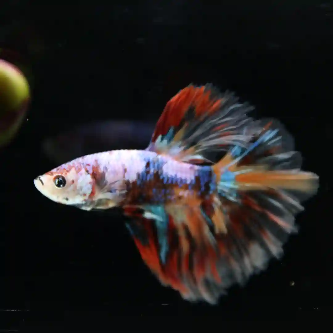 Betta Spendens Fancy Multicolor Half Moon Male HM-BL-28042026-016 media 6