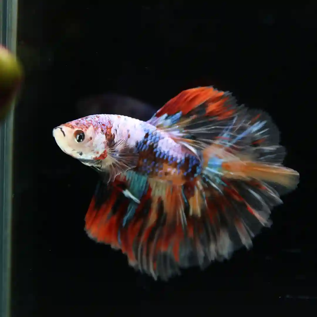 Betta Spendens Fancy Multicolor Half Moon Male HM-BL-28042026-016 media 4