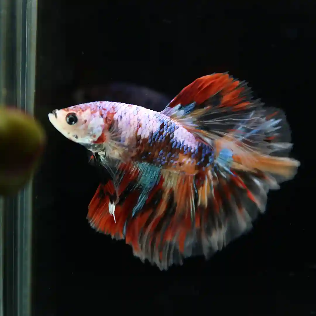 Betta Spendens Fancy Multicolor Half Moon Male HM-BL-28042026-016 media 3
