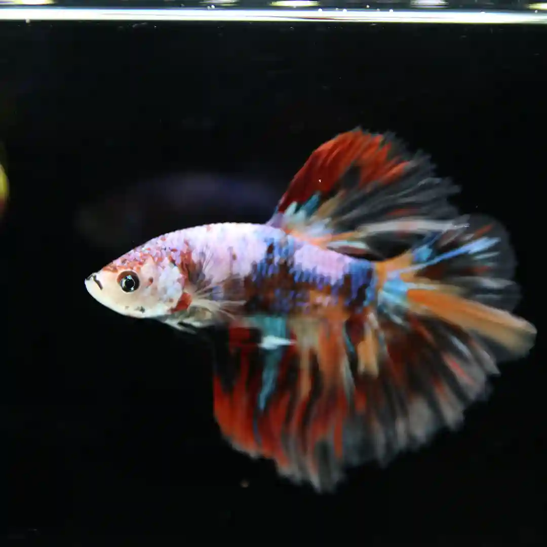 Betta Spendens Fancy Multicolor Half Moon Male HM-BL-28042026-016 media 7