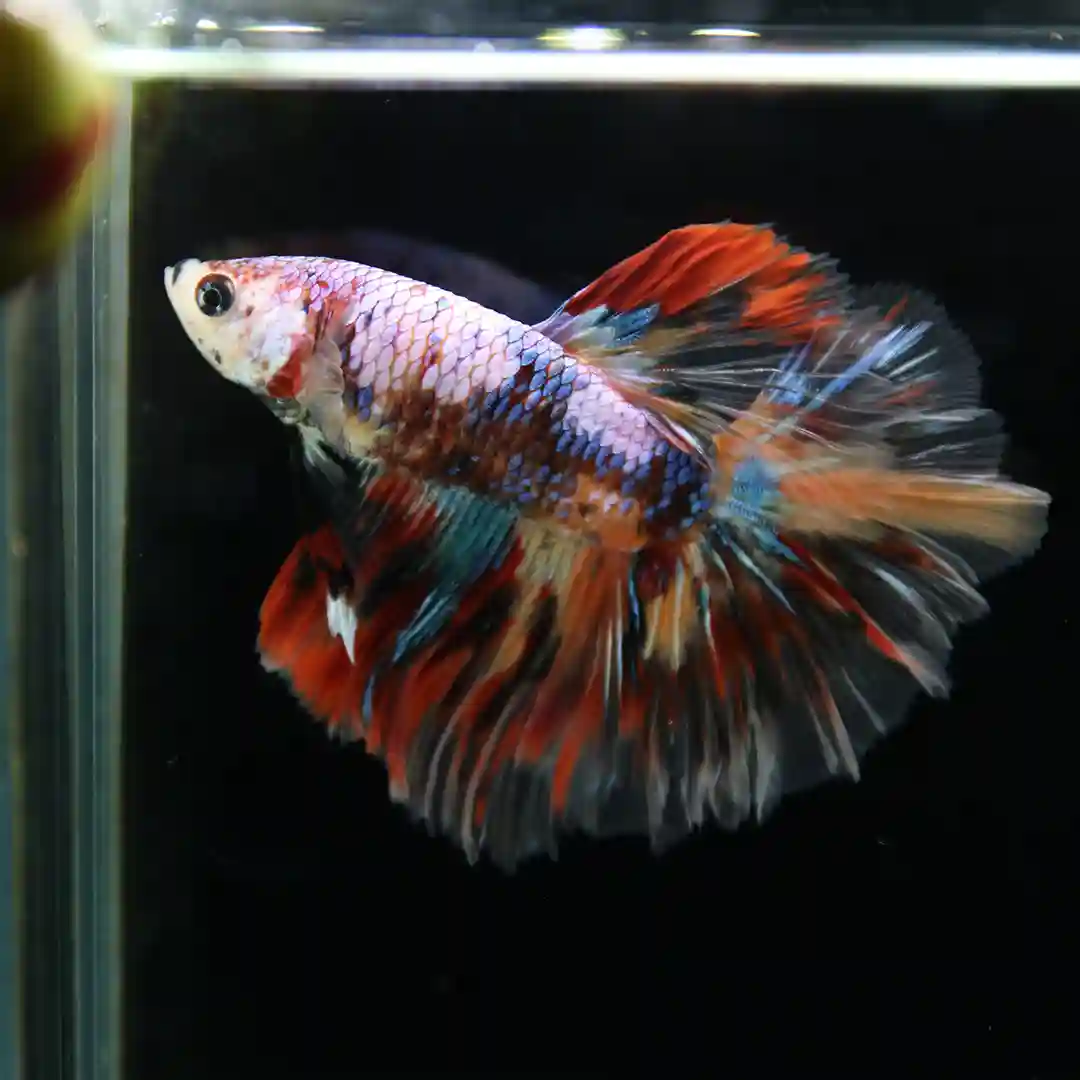 Betta Spendens Fancy Multicolor Half Moon Male HM-BL-28042026-016 media 2