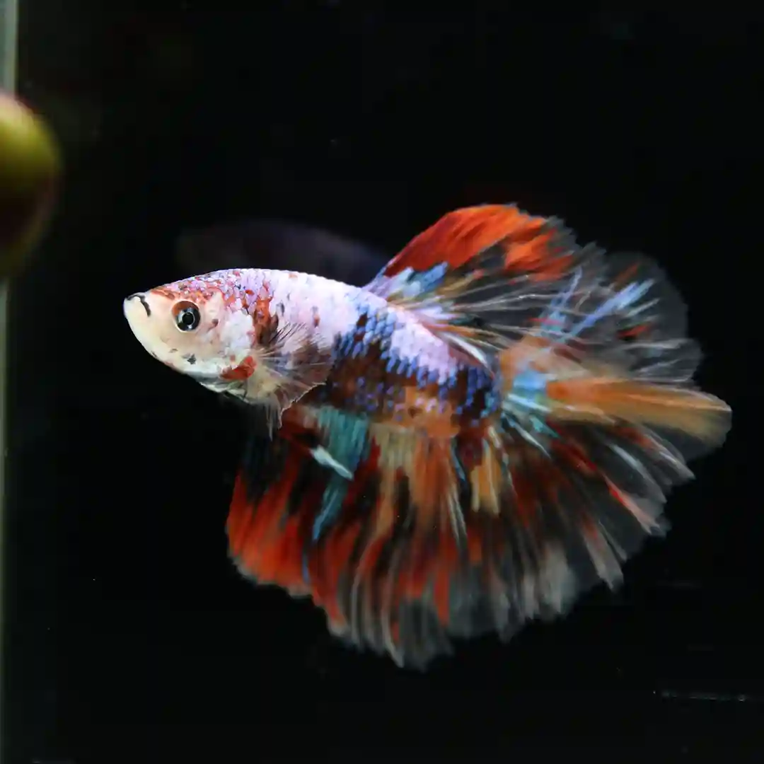 Betta Spendens Fancy Multicolor Half Moon Male HM-BL-28042026-016 media 5