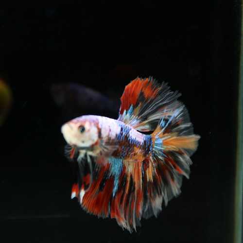 Betta Spendens Fancy Multicolor Half Moon Male HM-BL-28042026-016