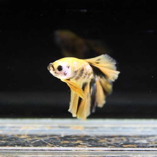 Betta Spendens Fancy Multicolor Half Moon Male HM-BL-28042026-016 media 2