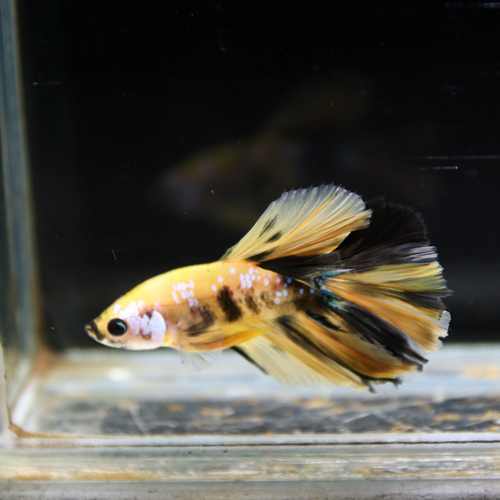 Betta Spendens Fancy Multicolor Half Moon Male HM-BL-28042026-016 media 3