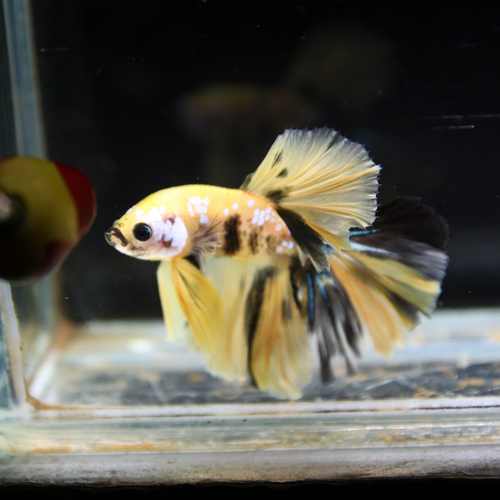 Betta Spendens Fancy Multicolor Half Moon Male HM-BL-28042026-016 media 4