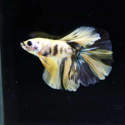 Betta Spendens Fancy Multicolor Half Moon Male HM-BL-28042026-016 media 6