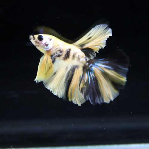 Betta Spendens Fancy Multicolor Half Moon Male HM-BL-28042026-016 media 5