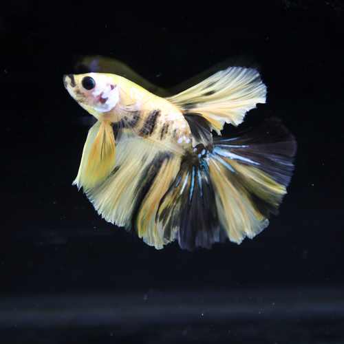 Betta Spendens Fancy Multicolor Half Moon Male HM-BL-28042026-016