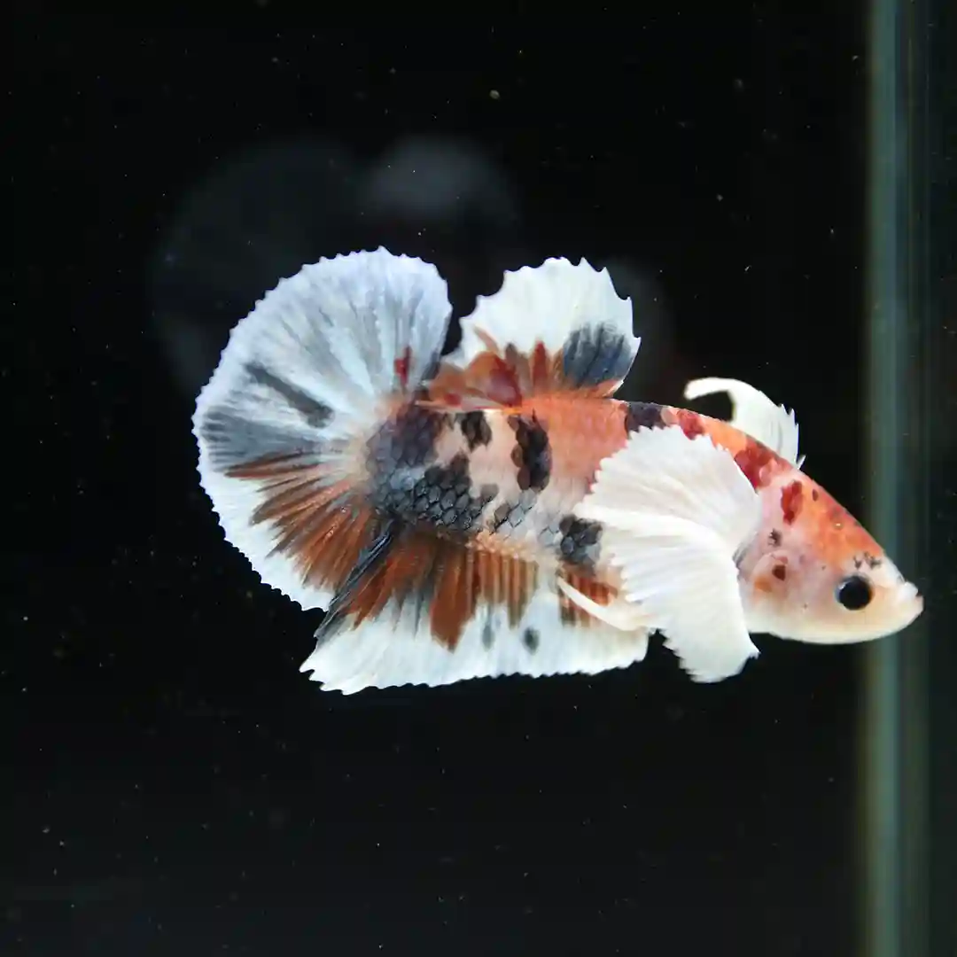 Betta Spendens Fancy Multicolor Dombo Big Ear Male HM-BL-28042026-017 media 3