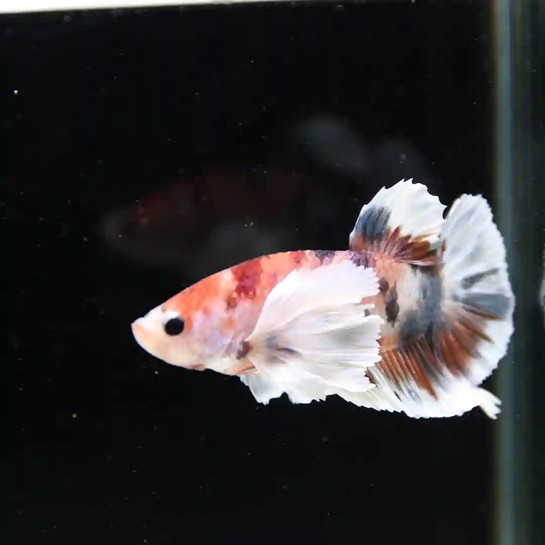 Betta Spendens Fancy Multicolor Dombo Big Ear Male HM-BL-28042026-017 media 6