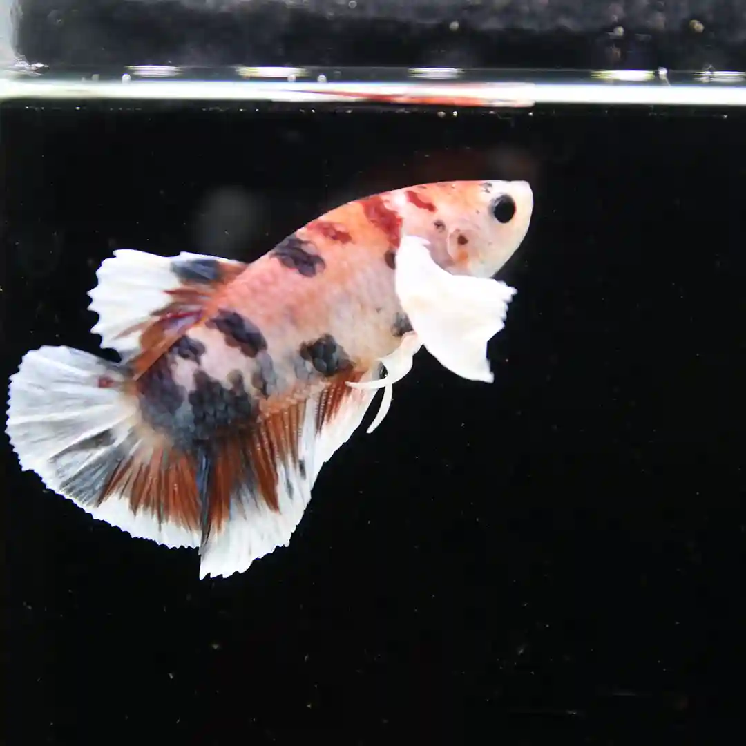 Betta Spendens Fancy Multicolor Dombo Big Ear Male HM-BL-28042026-017 media 5