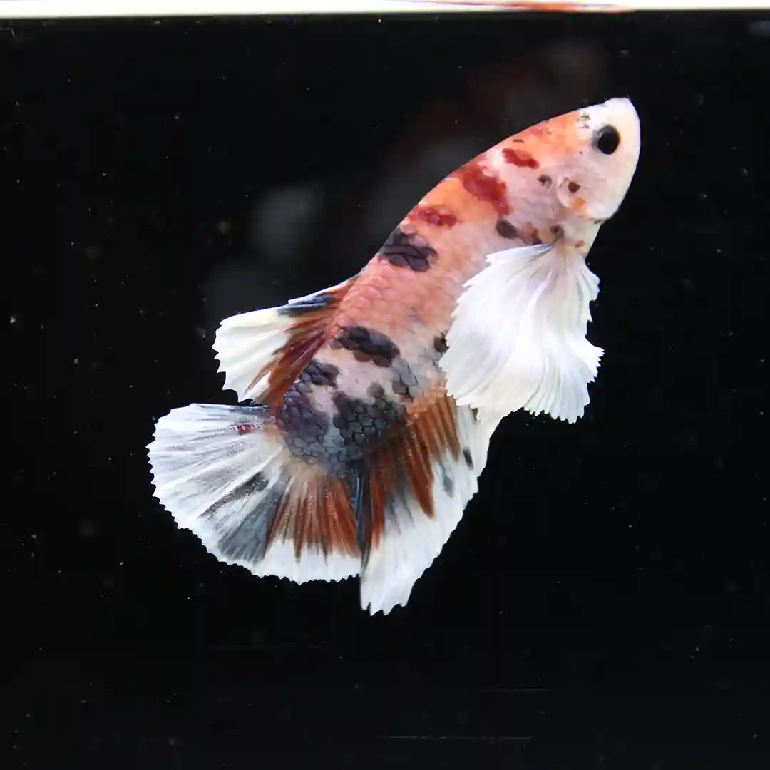 Betta Spendens Fancy Multicolor Dombo Big Ear Male HM-BL-28042026-017 media 7