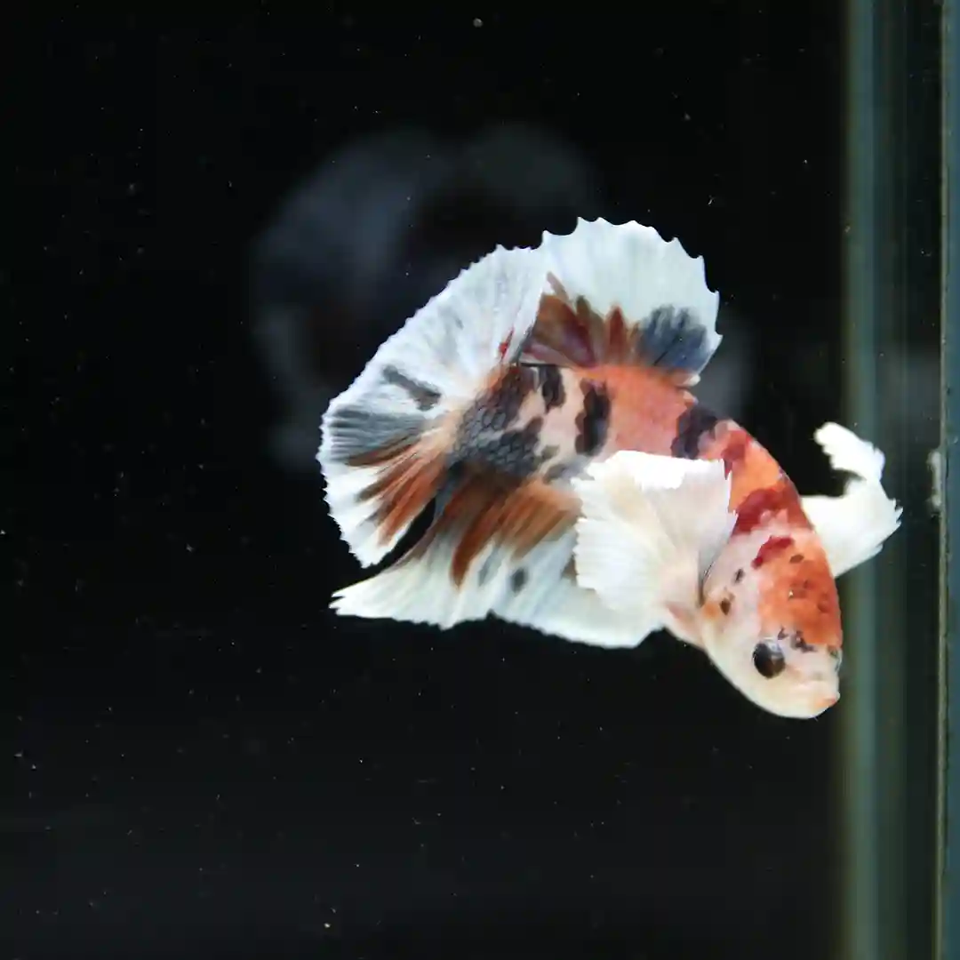 Betta Spendens Fancy Multicolor Dombo Big Ear Male HM-BL-28042026-017 media 4
