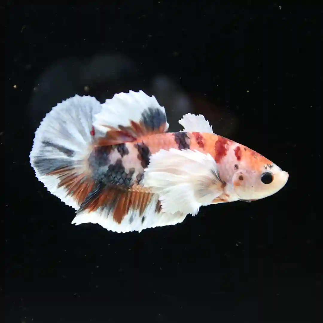 Betta Spendens Fancy Multicolor Dombo Big Ear Male HM-BL-28042026-017 media 2