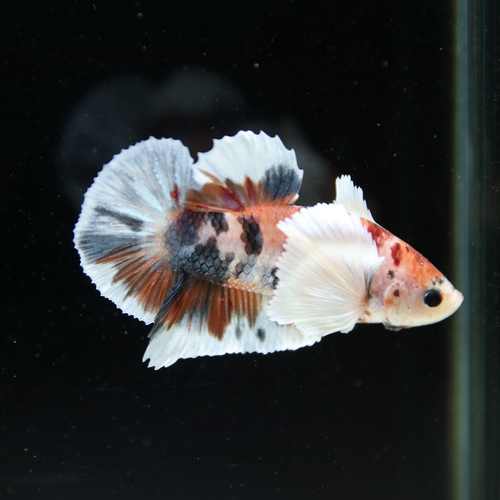Betta Spendens Fancy Multicolor Dombo Big Ear Male HM-BL-28042026-017