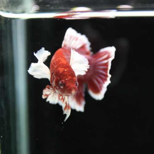 Betta Spendens Fancy Lavender Dombo Big Ear Male HM-BL-28042026-017 media 2