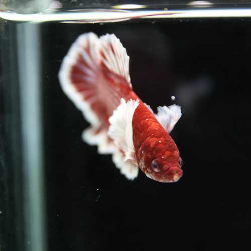 Betta Spendens Fancy Lavender Dombo Big Ear Male HM-BL-28042026-017 media 3