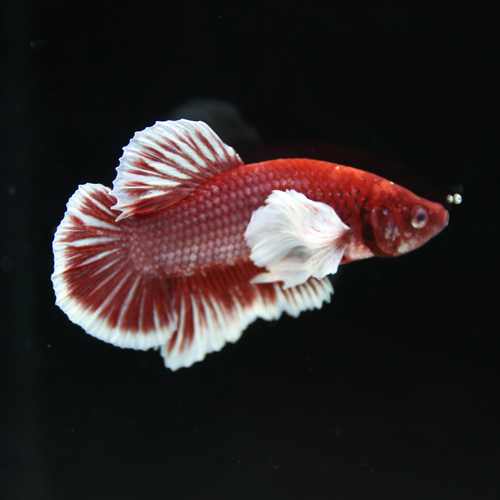 Betta Spendens Fancy Lavender Dombo Big Ear Male HM-BL-28042026-017 media 5